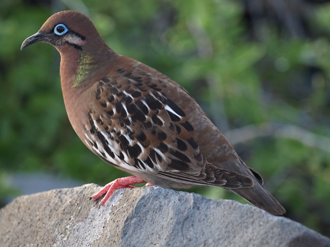 ../../Pictures/050210/054 Galapagos Taube.JPG